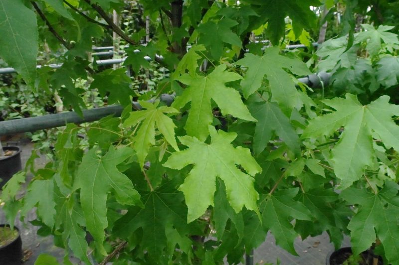 Liquidambar Styraciflua - Afbeelding 3