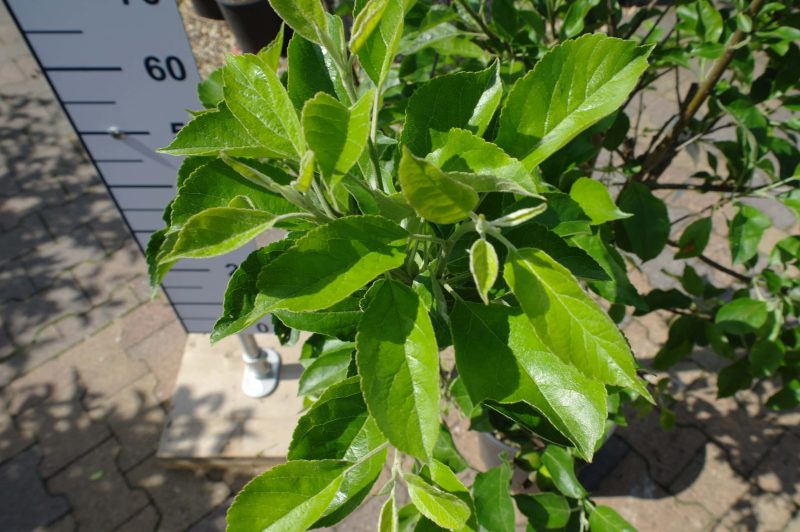 Malus Nano dwergappel groot - Afbeelding 2