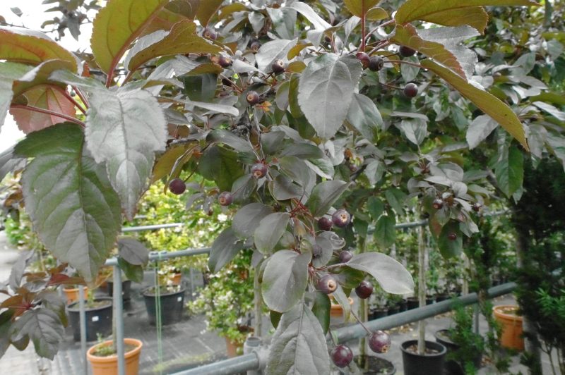 Malus Evereste - Afbeelding 2