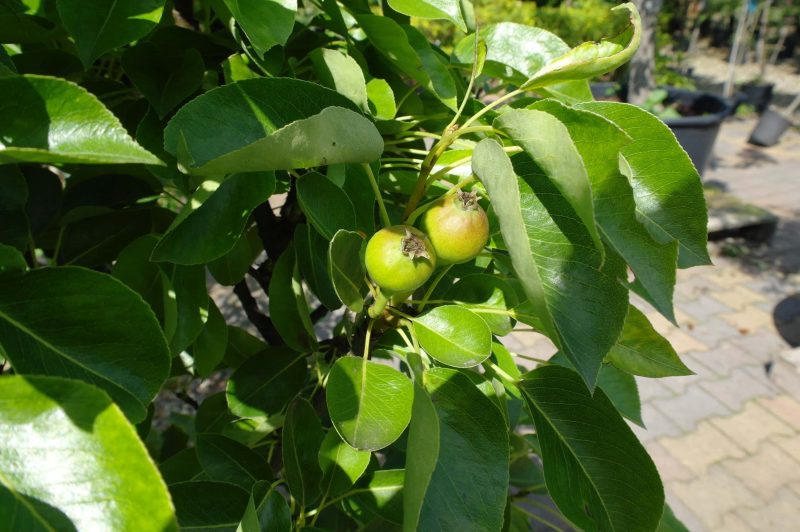 Pyrus communis nano dwergpeer klein - Afbeelding 2