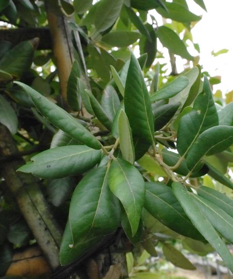Quercus Ilex