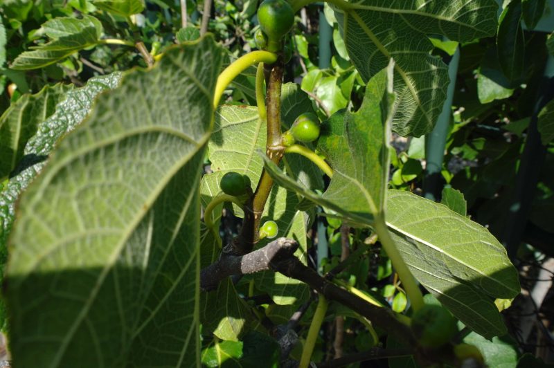 Ficus Carica - Afbeelding 3