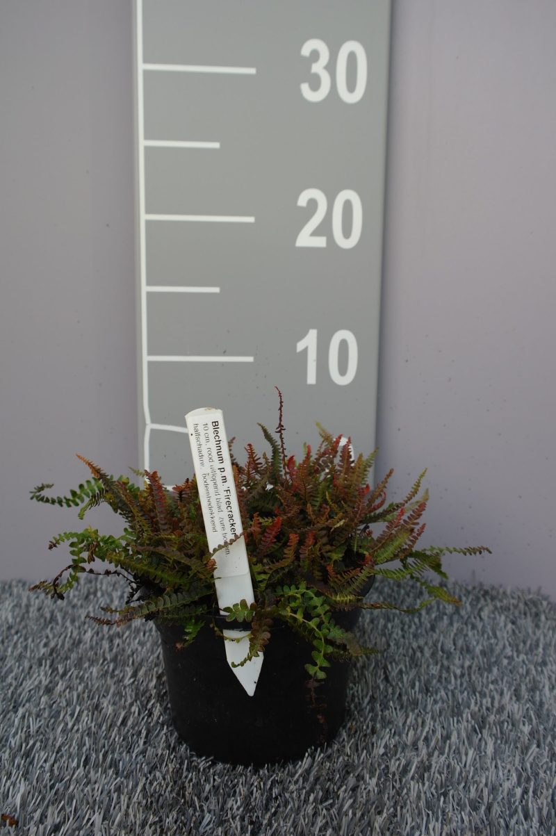 Blechnum Penna-Marina 'Firecracker' - Afbeelding 2