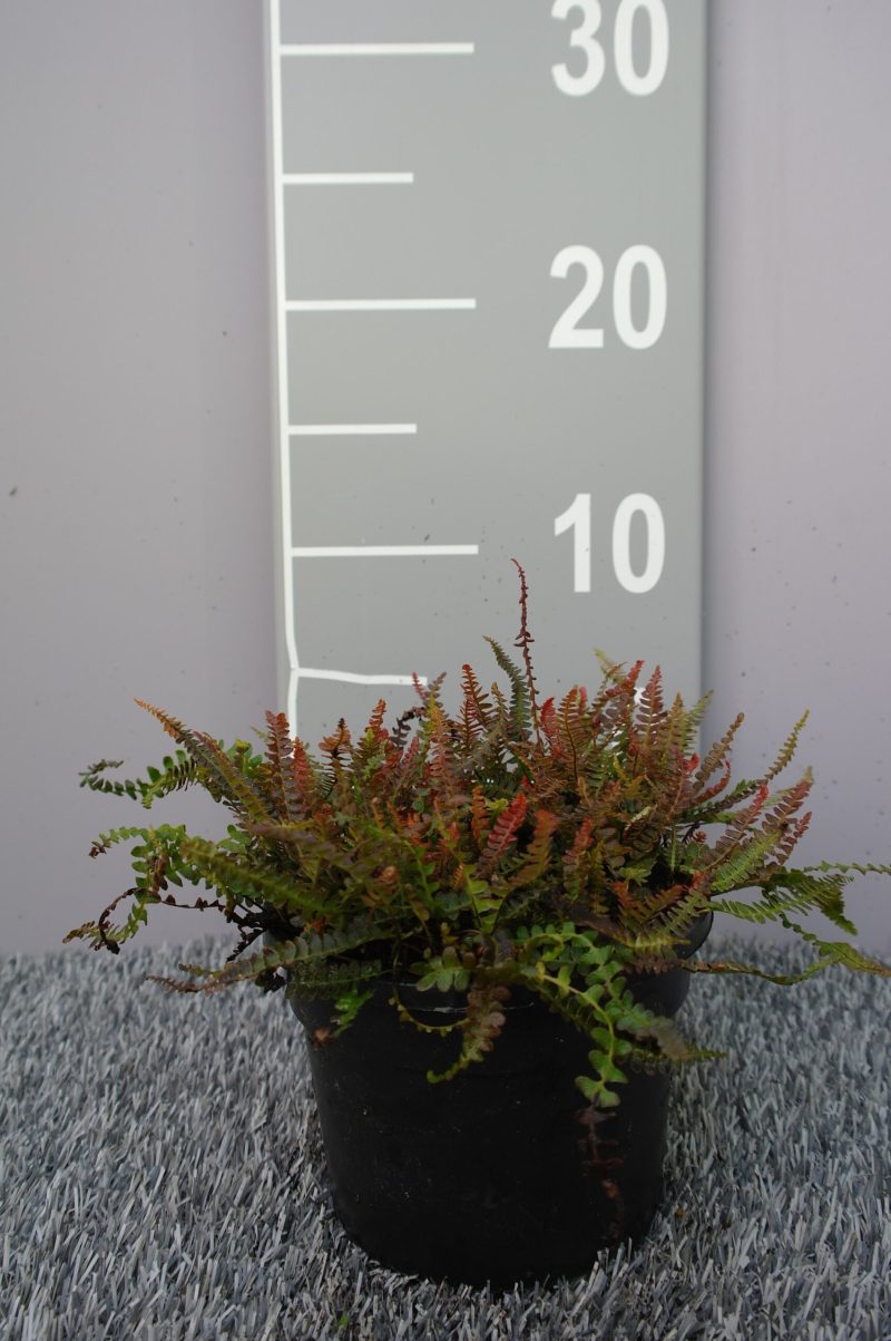 Blechnum Penna-Marina 'Firecracker'