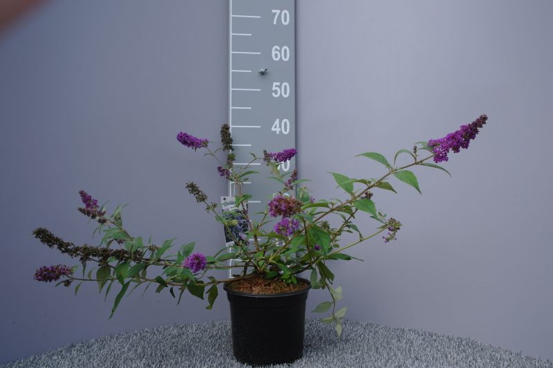Buddleja davidii 'Blue Chip'