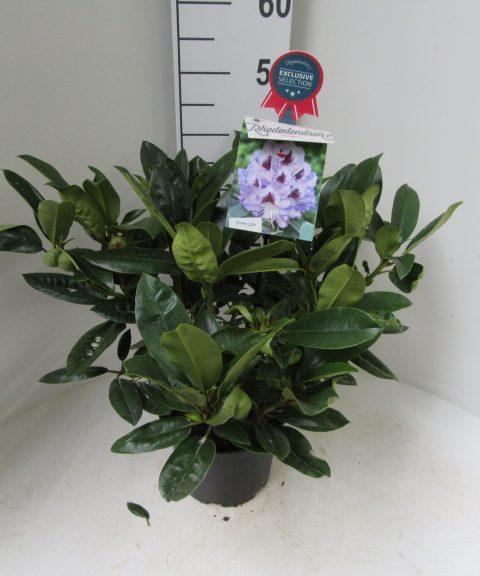 Rhododendron 'Blue Peter' paars
