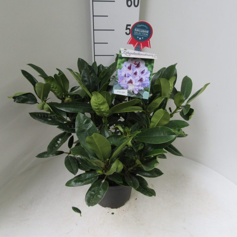 Rhododendron 'Blue Peter' paars