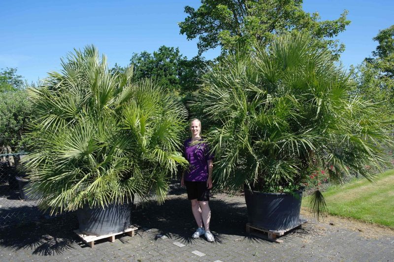 Palmboom Chamaerops Humilis multistam - Afbeelding 11
