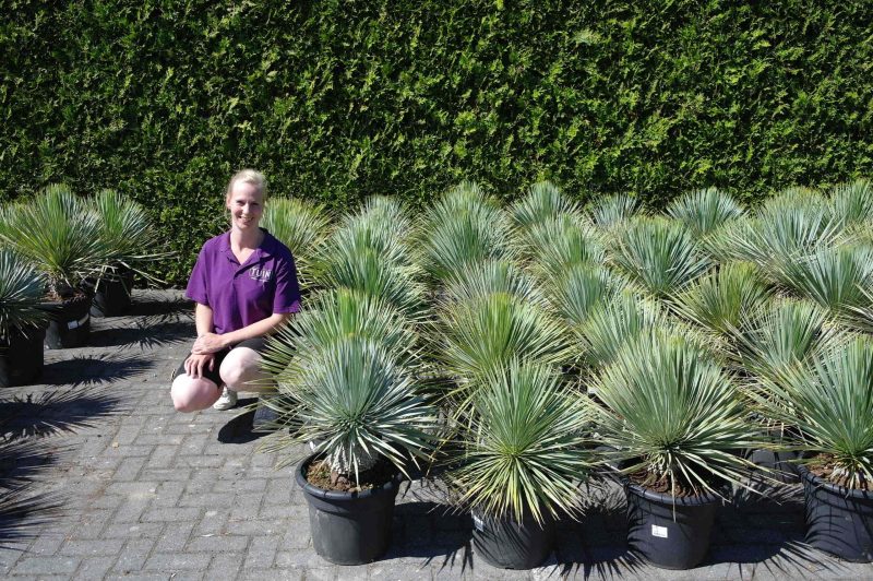 Yucca Rostrata - Afbeelding 2