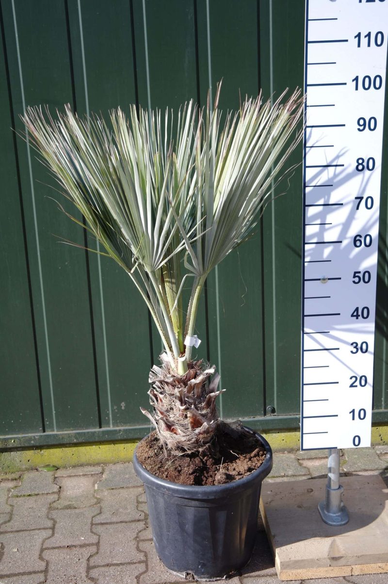Palmboom Brahea Armata