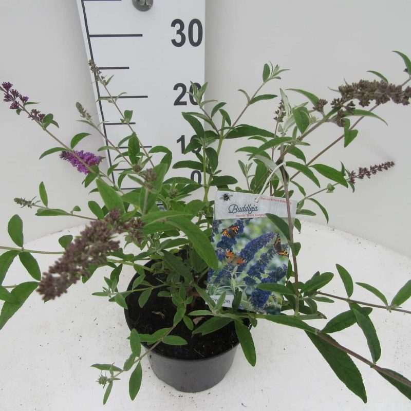 Vlinderstruik (Buddleja davidii 'Black Knight')