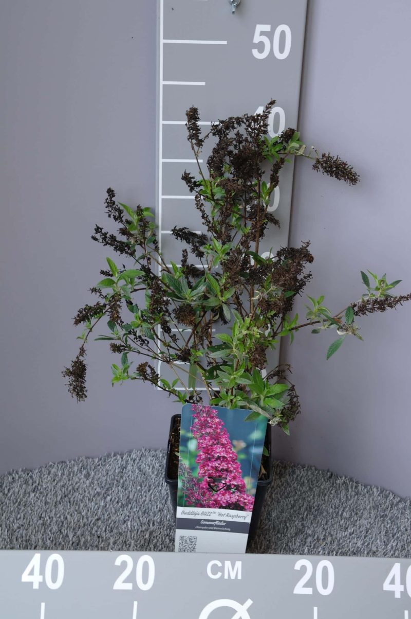 Buddleja 'Buzz' Hot Raspberry - vlinderstruik