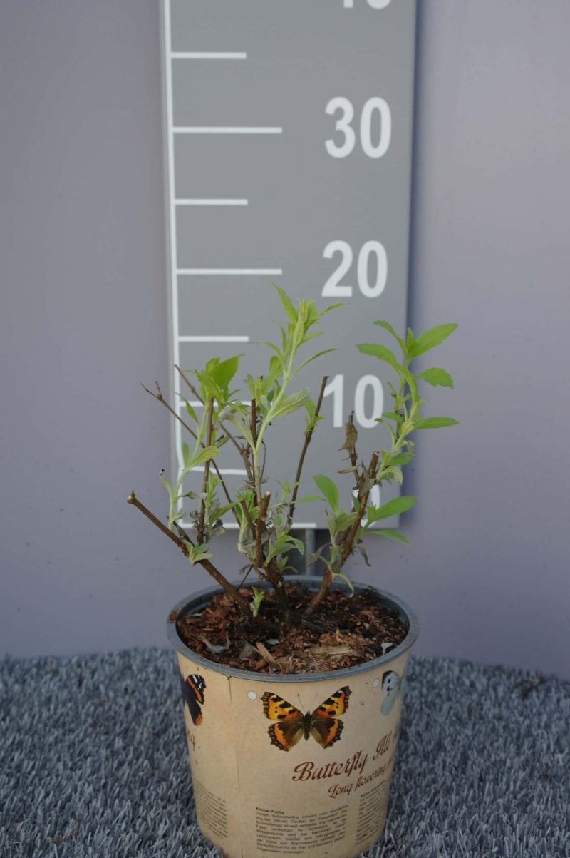 Buddleja ‘Buzz Midnight'  - vlinderstruik