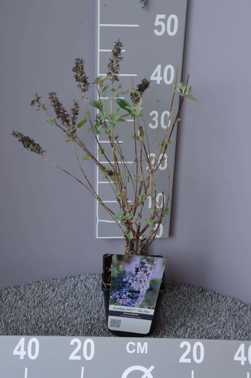 Buddleja 'Buzz' Sky Blue - vlinderstruik