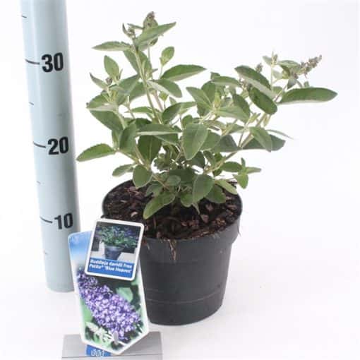 Buddleja davidii Free Petite® 'Blue Heaven' - Afbeelding 3