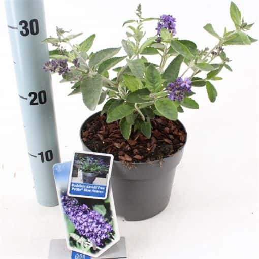 Buddleja davidii Free Petite® 'Blue Heaven' - Afbeelding 2