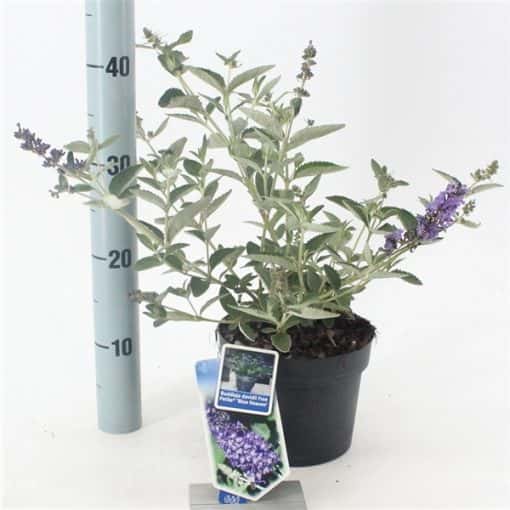 Buddleja davidii Free Petite® 'Blue Heaven'