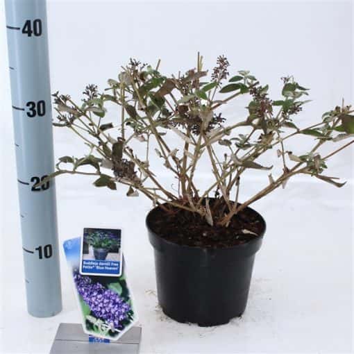 Buddleja davidii Free Petite® 'Blue Heaven' - Afbeelding 4