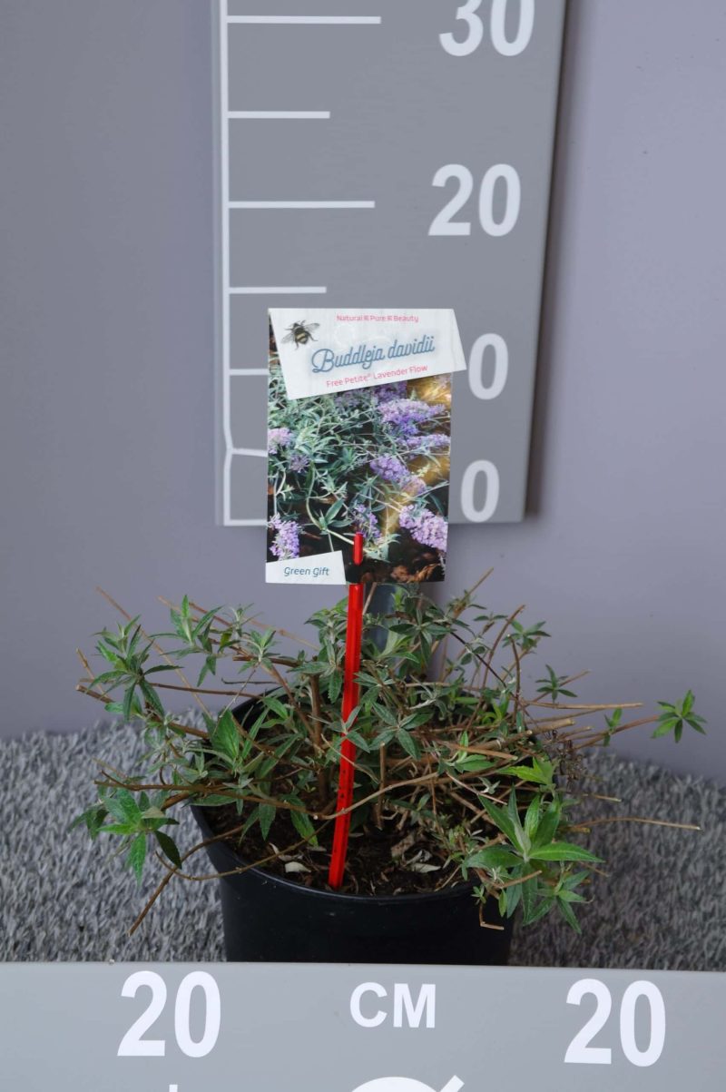 Buddleja davidii Free Petite 'Snow White'