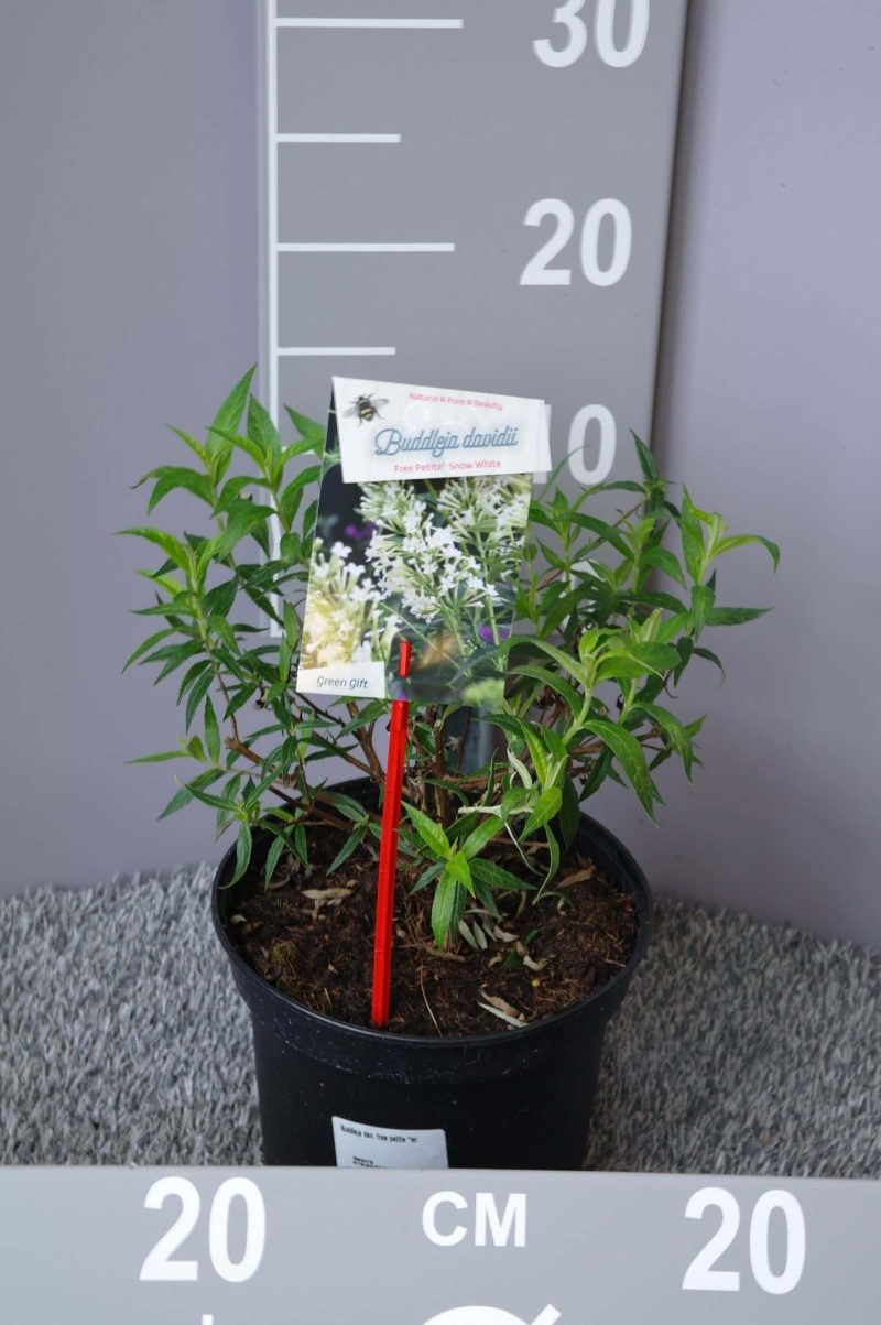 Buddleja davidii 'Free Petite® 'Lavender Flow'