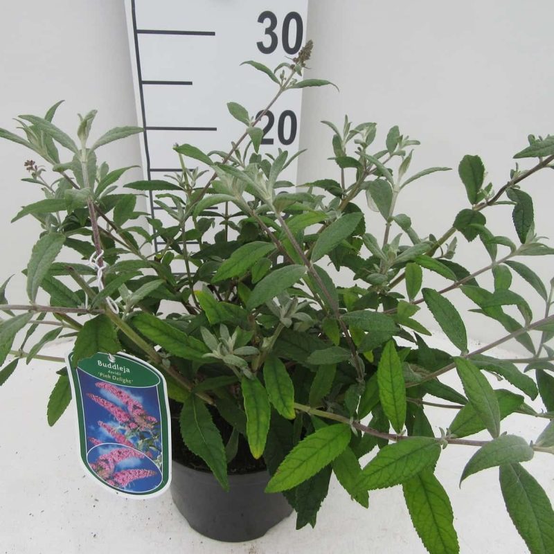 Buddleja davidii 'Pink Delight'
