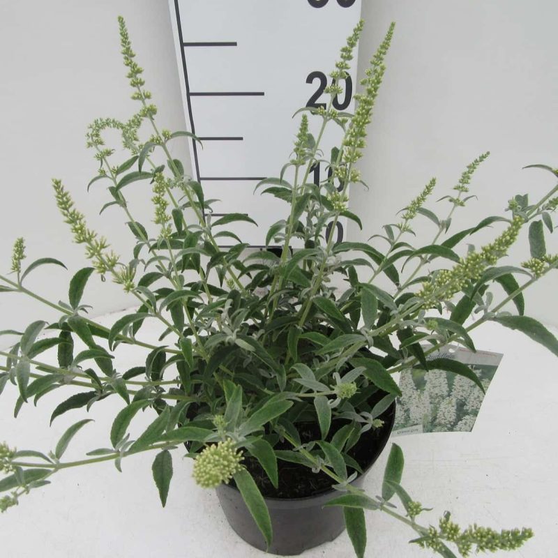 Buddleja davidii 'Marbled White'®