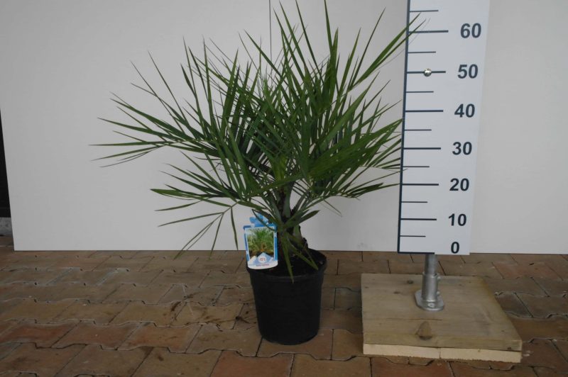 butia