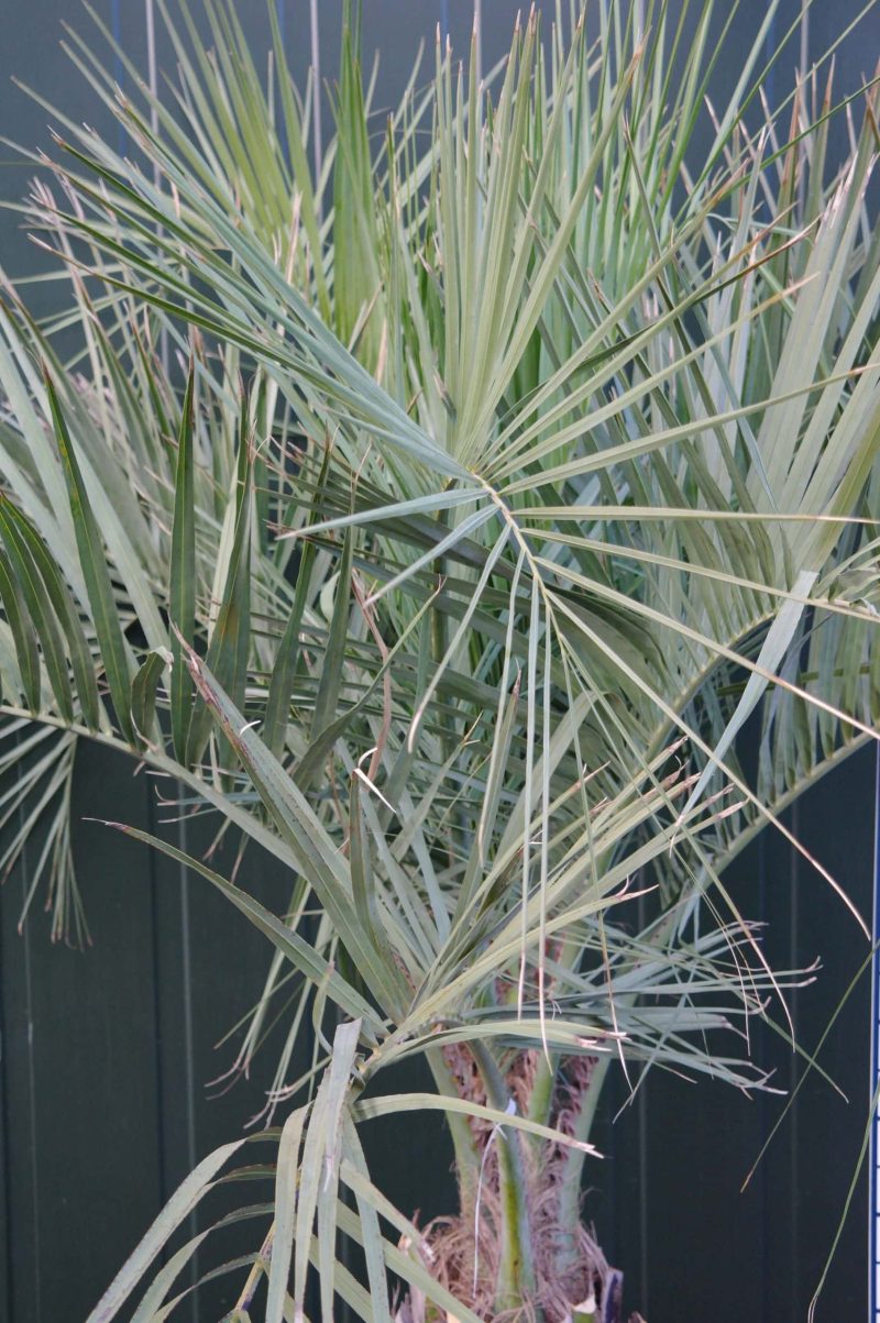 Palmboom Butia Capitata - Afbeelding 2