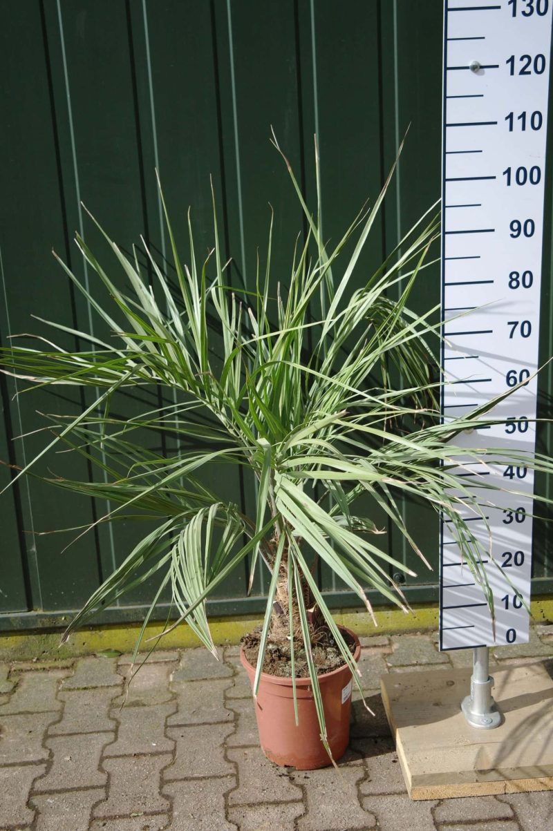 Palmboom Butia Capitata - Afbeelding 3