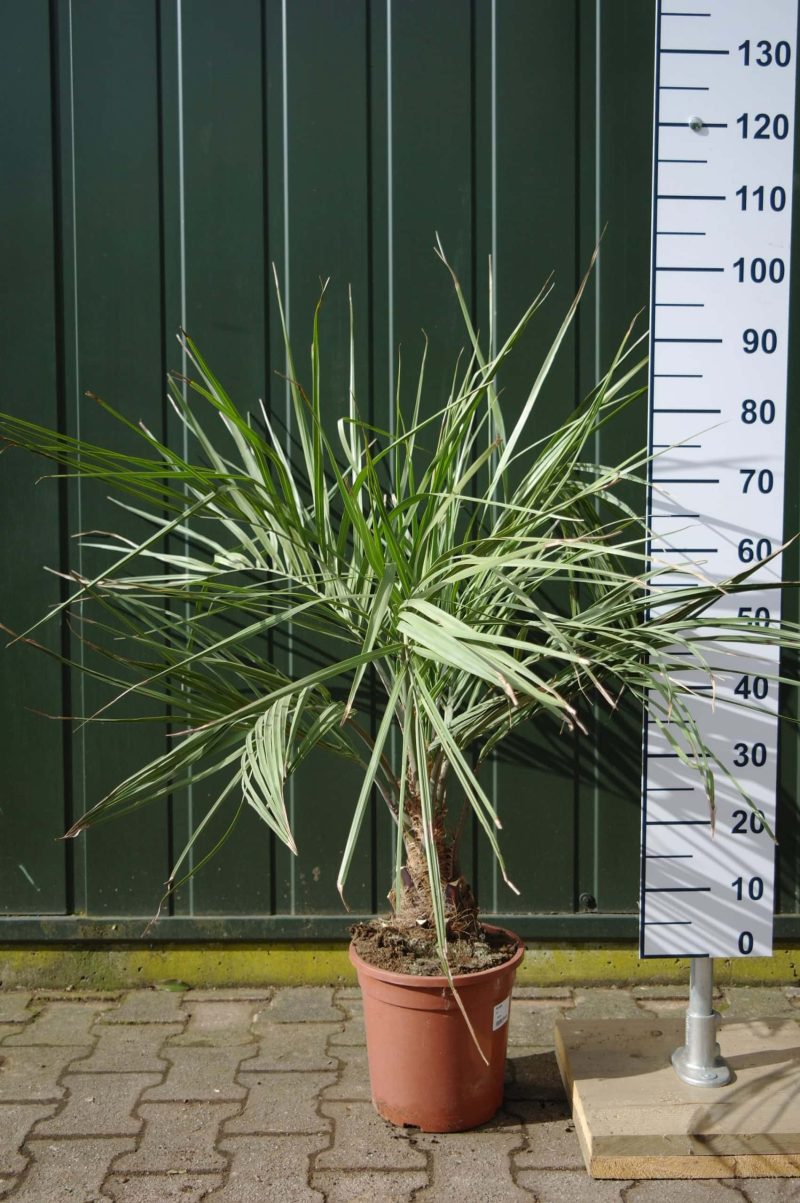 Palmboom Butia Capitata