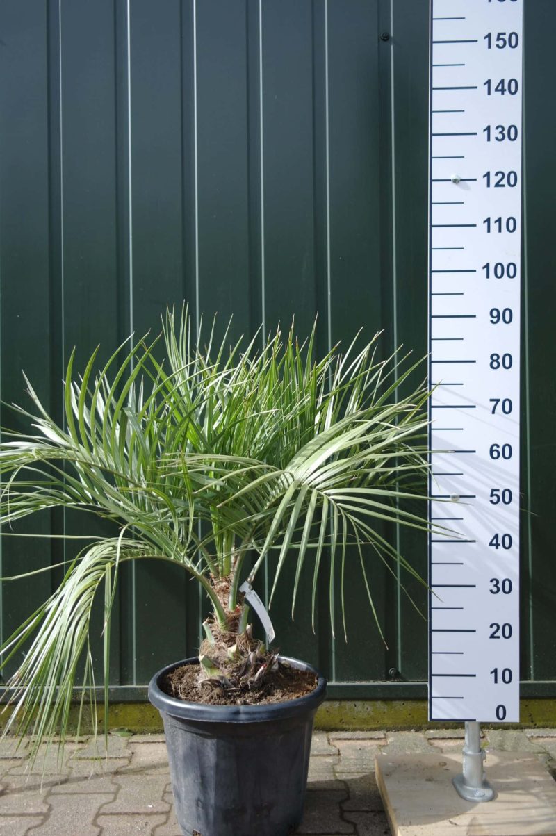 Palmboom Butia Capitata