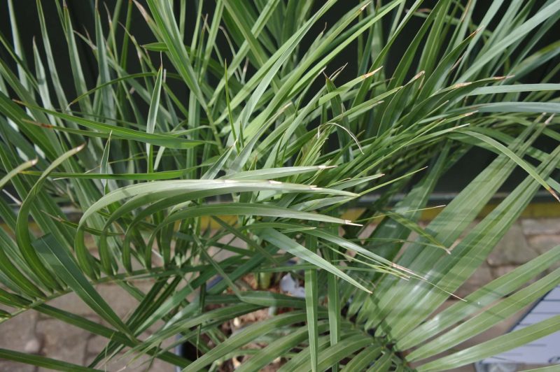 Palmboom Butia Capitata - Afbeelding 2