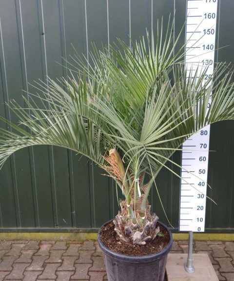 Geleipalm (Butia capitata)