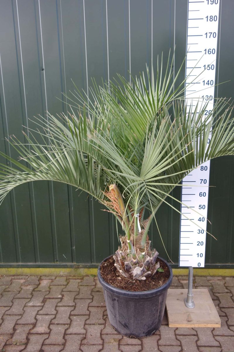 Palmboom Butia Capitata