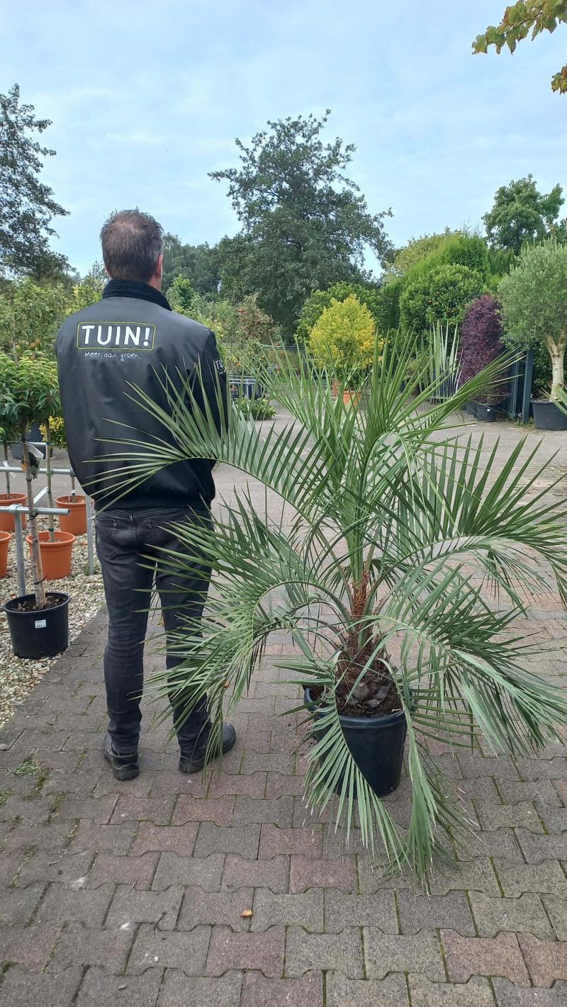 Palmboom Butia Capitata - Afbeelding 3