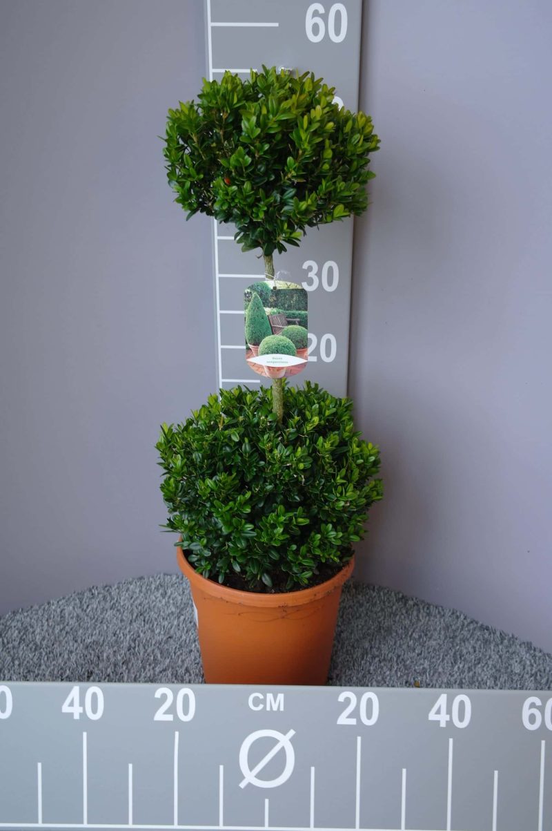 buxus bol op bol