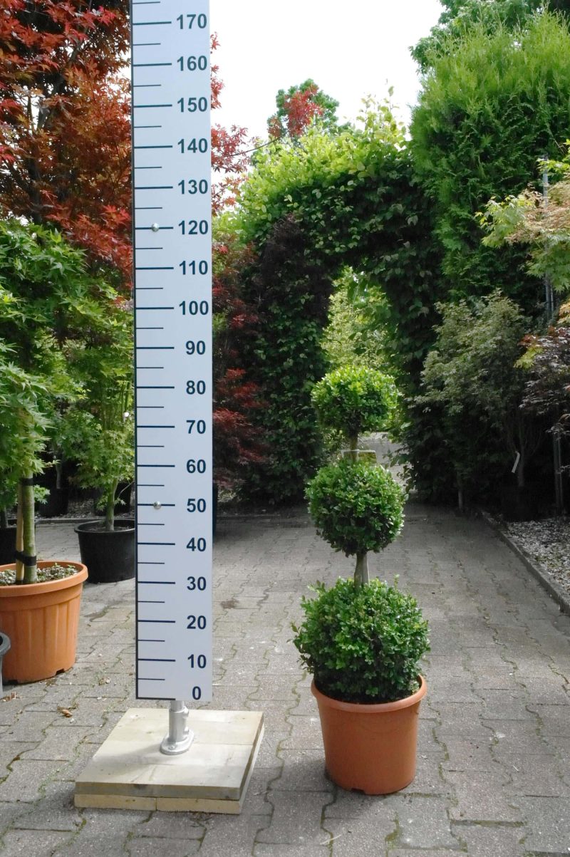 buxus bol op bol