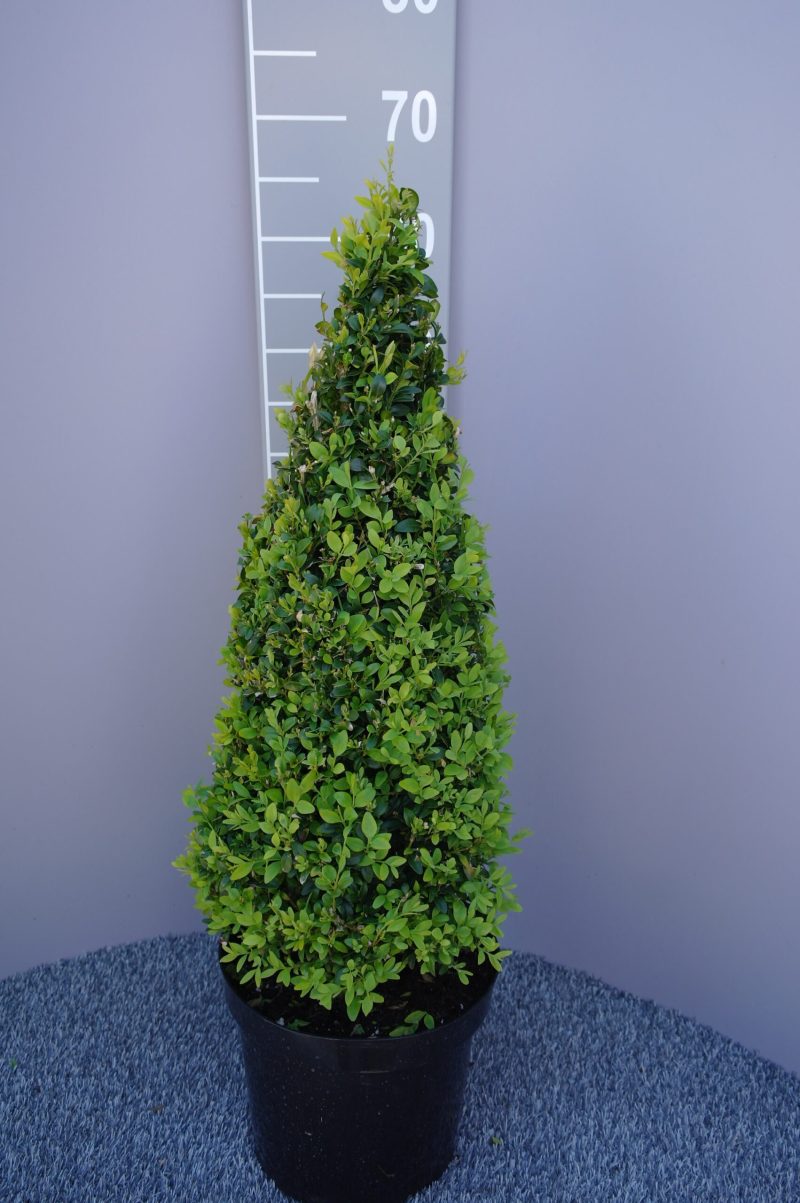 Buxus sempervirens piramide
