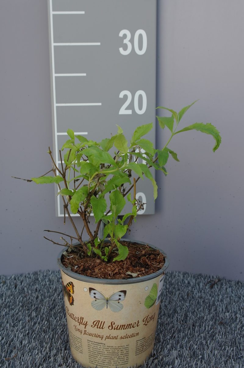Buddleja ‘Buzz Ivory'  - vlinderstruik