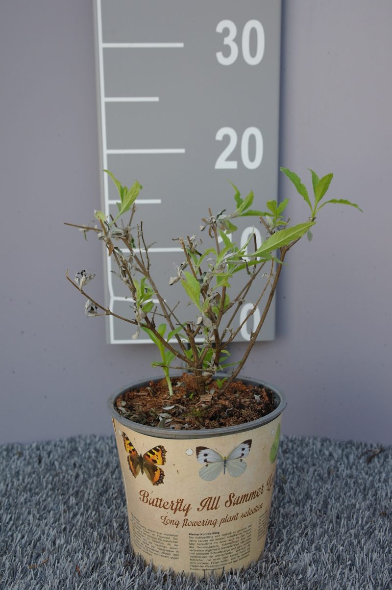 Buddleja 'Buzz Pink Purple'  - vlinderstruik