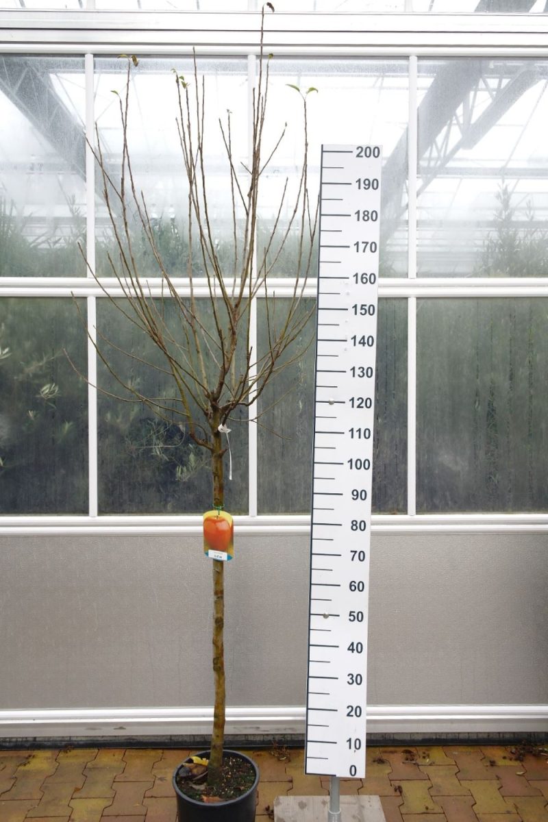 Malus Elstar - Appelboom