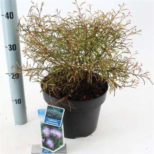 Calliandra Surinamensis 'Dixie Pink' - Afbeelding 3