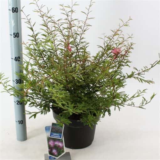 Calliandra Surinamensis 'Dixie Pink'