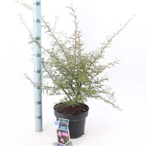 Calliandra Surinamensis 'Dixie Pink' - Afbeelding 2