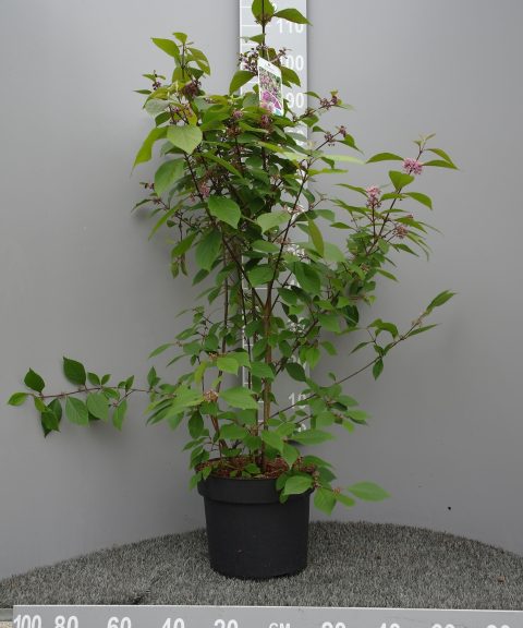 Callicarpa Bod. 'Magical Snowstar'