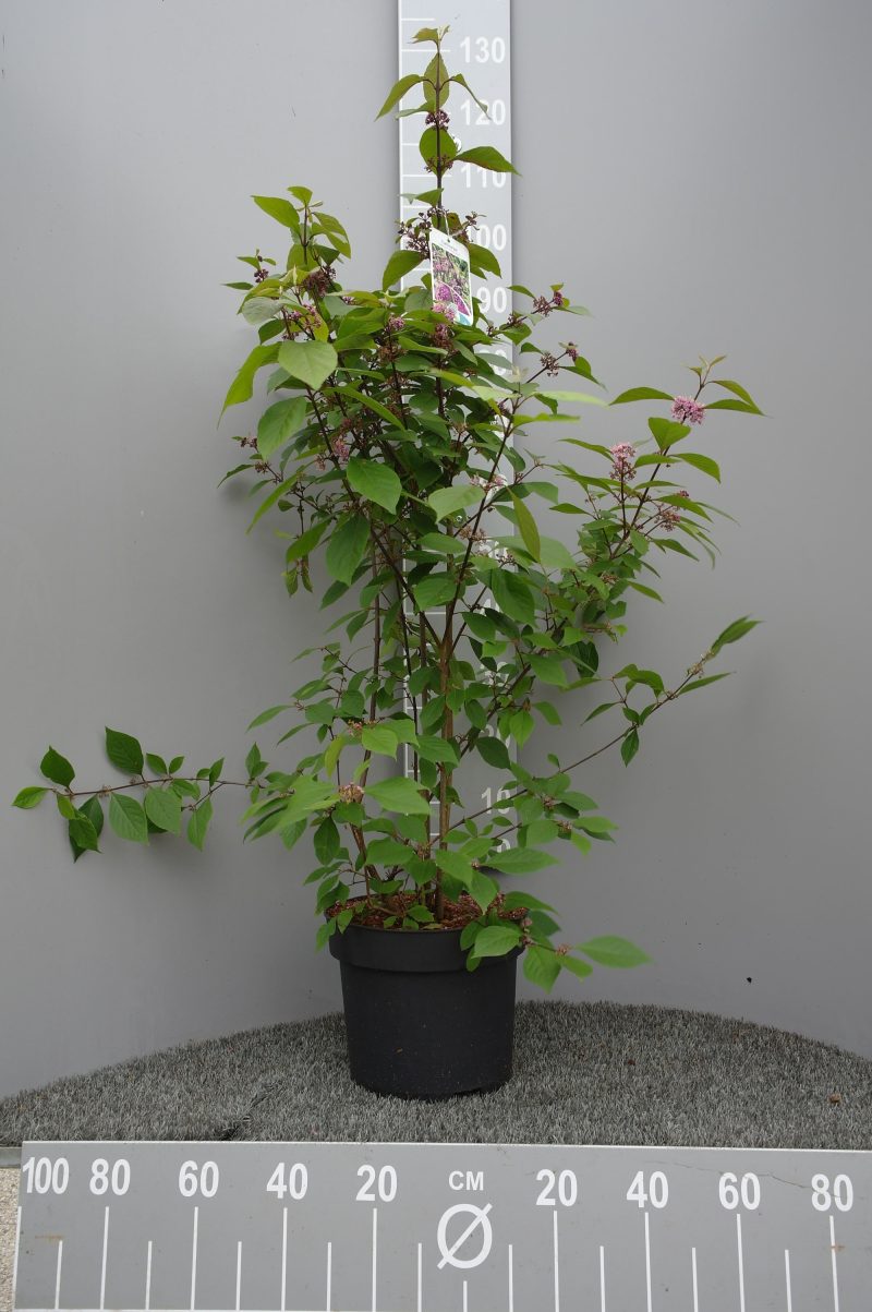 Callicarpa Bod. 'Magical Snowstar'