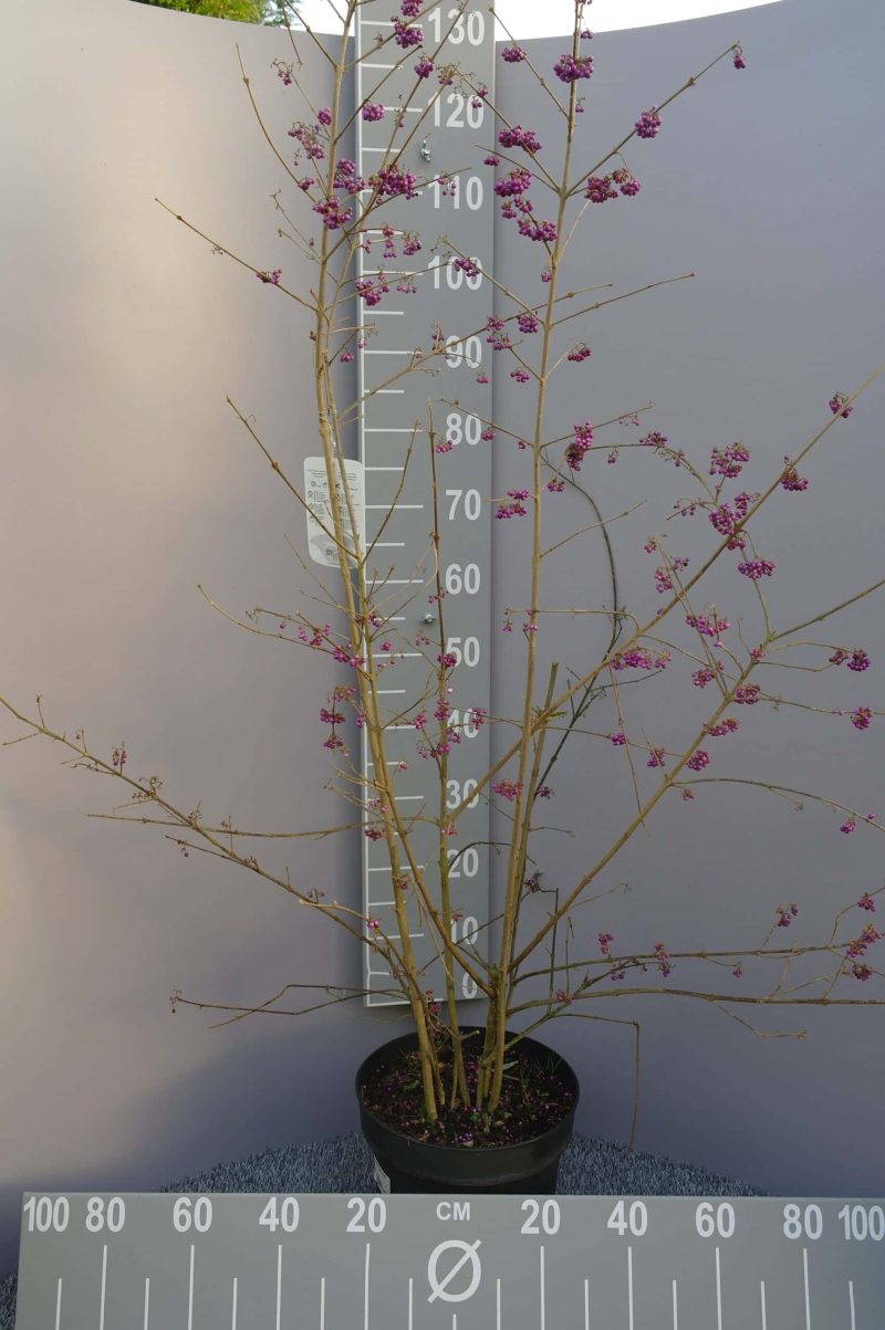 Callicarpa Bod. 'Magical Snowstar' - Afbeelding 5
