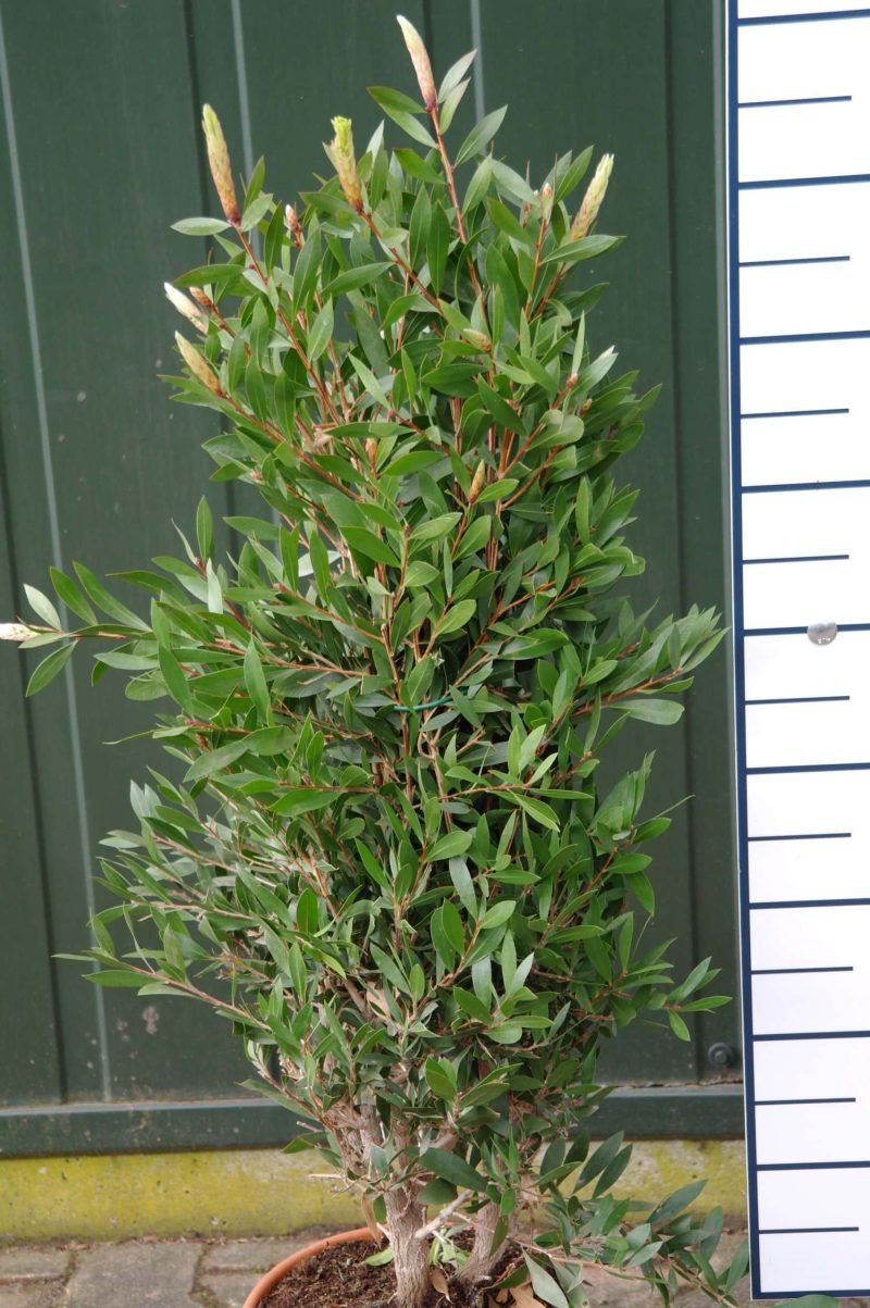 Callistamon Citrinus Splendens - Afbeelding 2