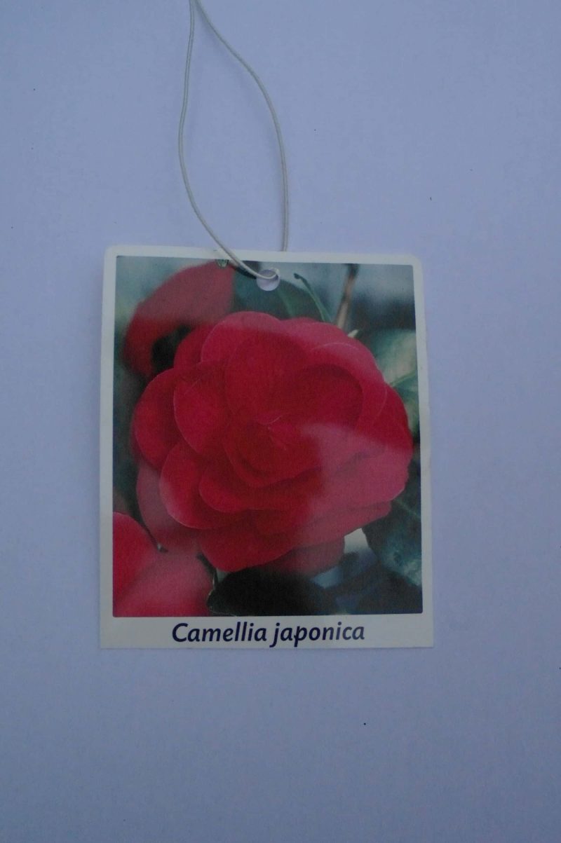 Camellia Japonica 'Australis' - rood-roze - Afbeelding 4