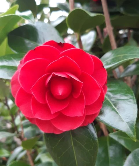 Camellia Japonica Black Lace - rood
